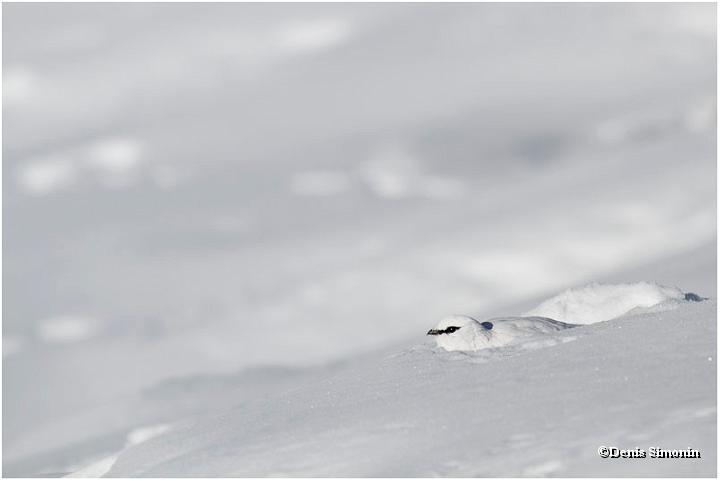 coq de lagopède alpin dans son trou